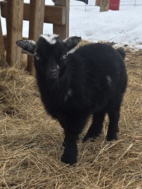 Meet your Posher, Crystal